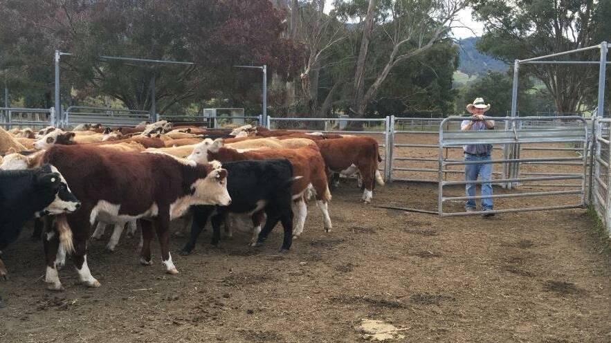 KNOWLEDGE: Cattle farmers can leave the information sessions with all the resources needed to complete their own farm biosecurity plan. Picture: Local Land Services.