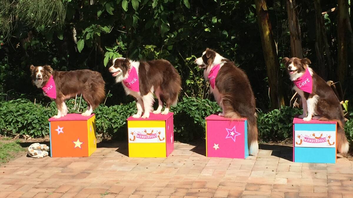 TALENTED TEAM: The Wonderdogs will perform their popular trick shows and training demonstrations at the Pepper Tree Wines Pooch Picnic on August 13.