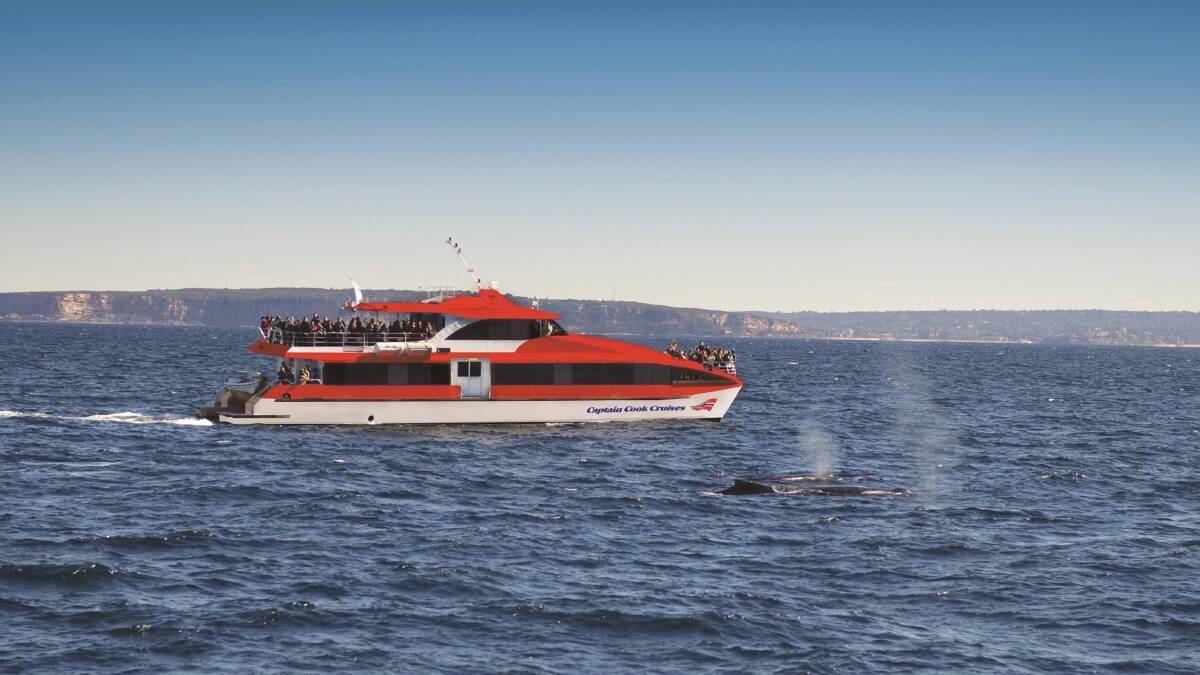 Exhilarating prospects … whale-watching with Captain Cook Cruises.