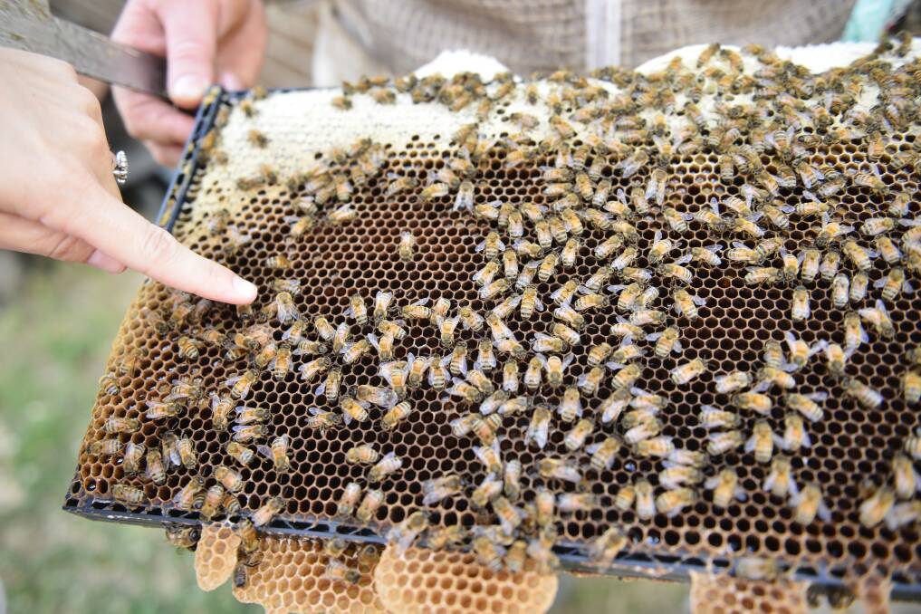 BEES: A close up of Mr Giggins' bees. The larger ones are called drones. 