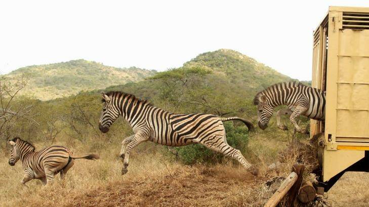 Thanda conservation efforts - zebra arrival. Photo: Lucinda Lacon