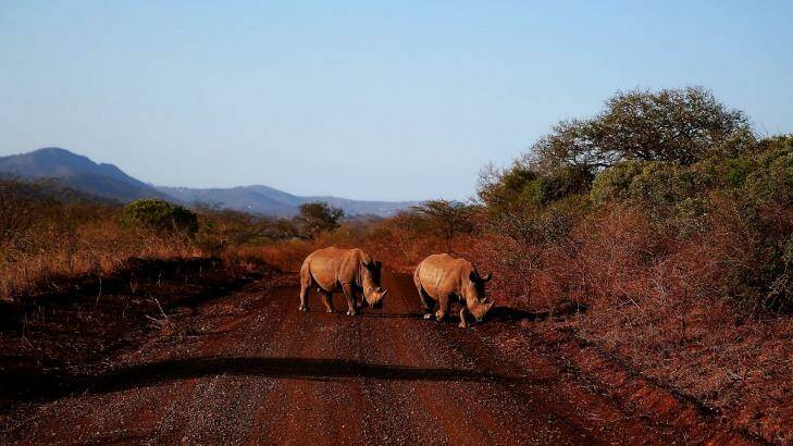 On safari at Thanda Private Game Reserve. Photo: Catherine Marshall