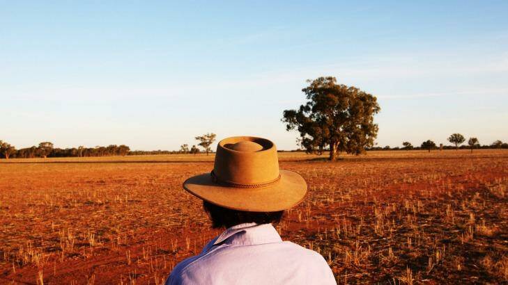 Slumping: The price of wheat has crashed 31 per cent since May to a four-year low. Photo: Peter Braig