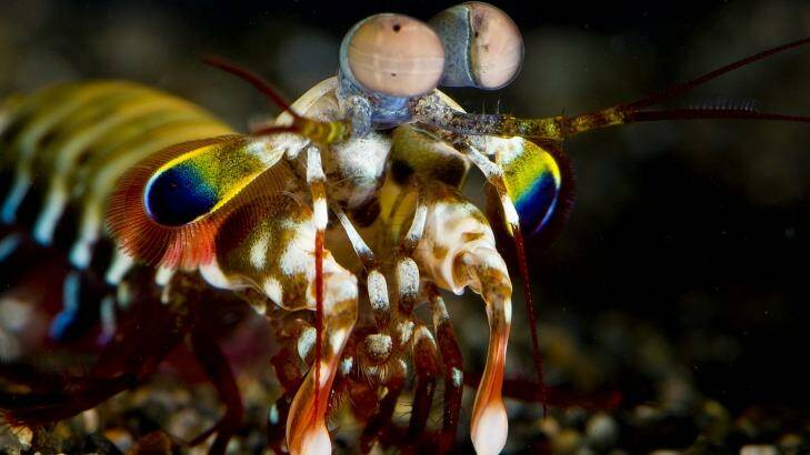 Mantis shrimp eyes have inspired Queensland cancer researchers.. Photo: Roy Caldwell