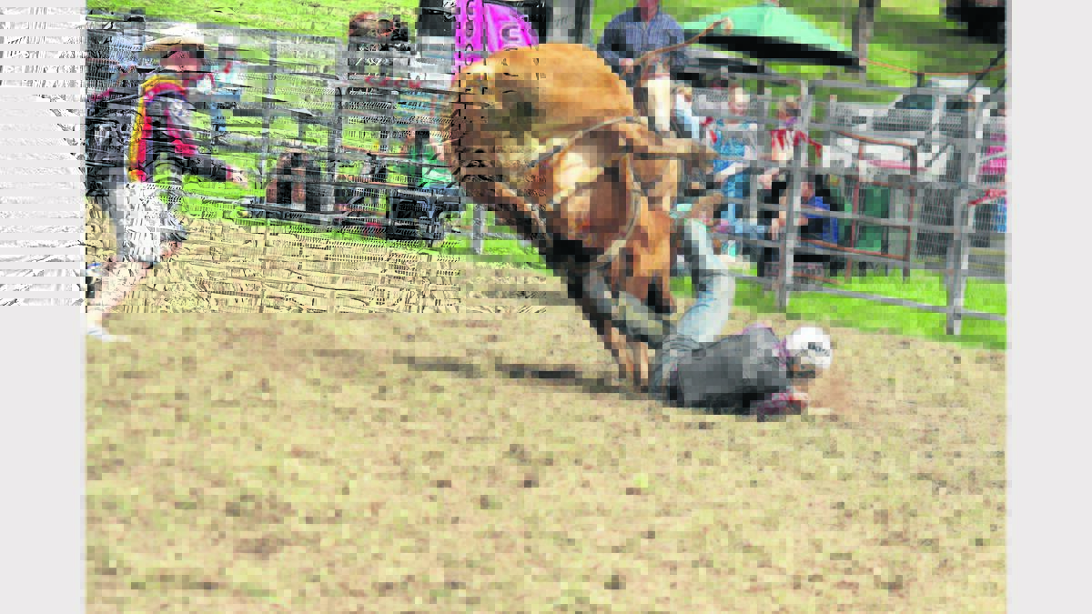Gone.  Another one bites the dust at last year's Dungog Rodeo