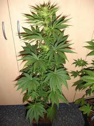 A cannabis plant was found by police at a Dungog residence last week