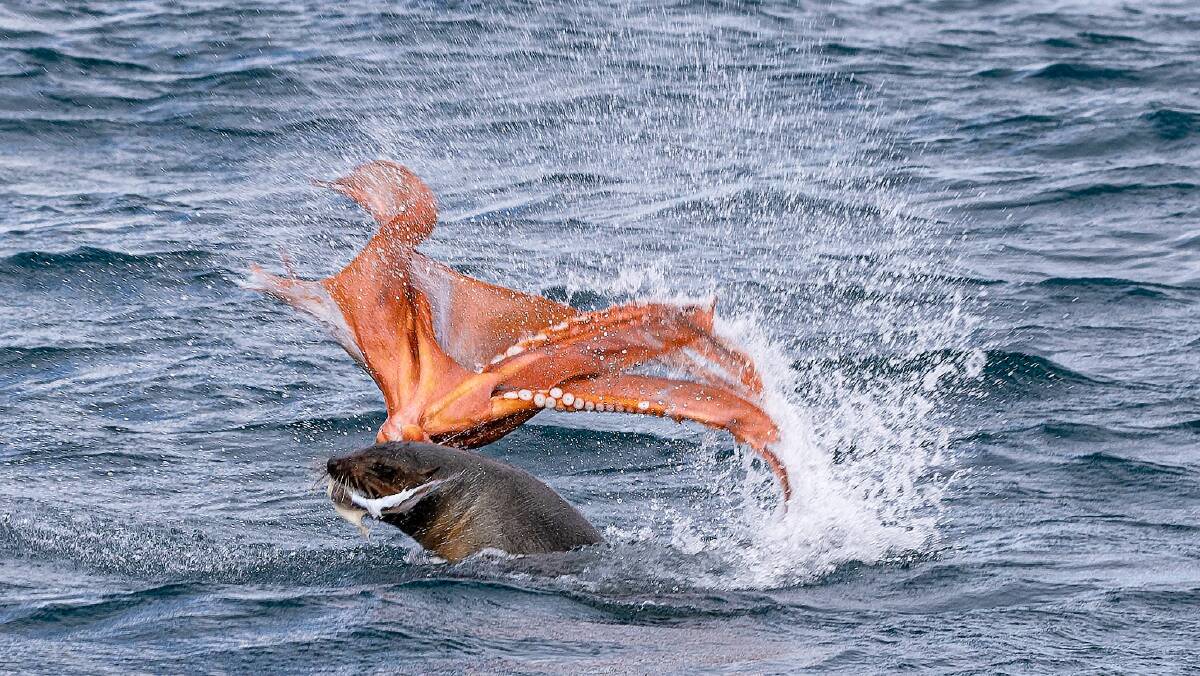 Catch of the day: South Coast seal tackles a Maori octopus, the biggest octopus species in Southern Australia and New Zealand. Photo: sq_snaps