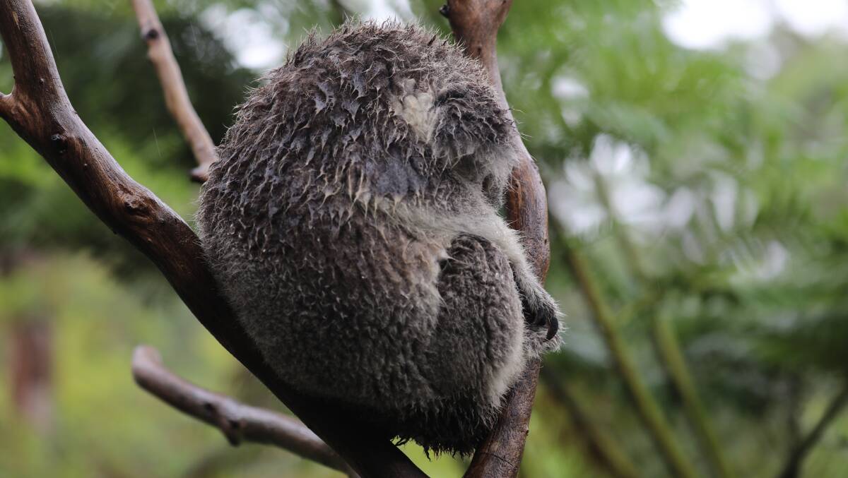 FLOODS: A koala sheltering from rainfall in a tree. Picture: Supplied
