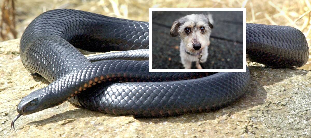 Red bellied black snake and dog file pictures. Pictures by Martin Jones, Tracy Hebden