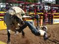 A competitor falls at the Dungog Rodeo. Picture by Angus Michie