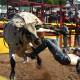 A competitor falls at the Dungog Rodeo. Picture by Angus Michie
