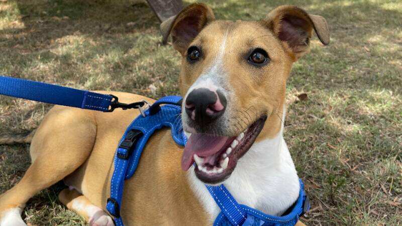 Meet Jerry, a 10-month-old puppy eager to nurture a loving bond with his future human companions. Picture supplied