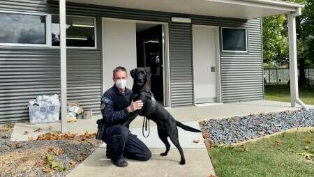 An federal police handler with a technology detection dog, black labrador Heidi, at the Majura-based K9 unit. Picture: AFP