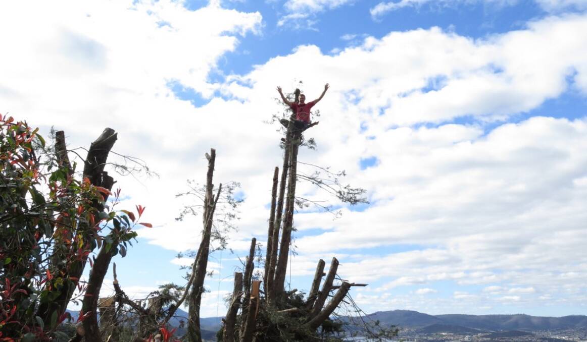 FLYING THE FLAG: The macrocarpa stump was destined for life as a treehouse complete with flagpole.