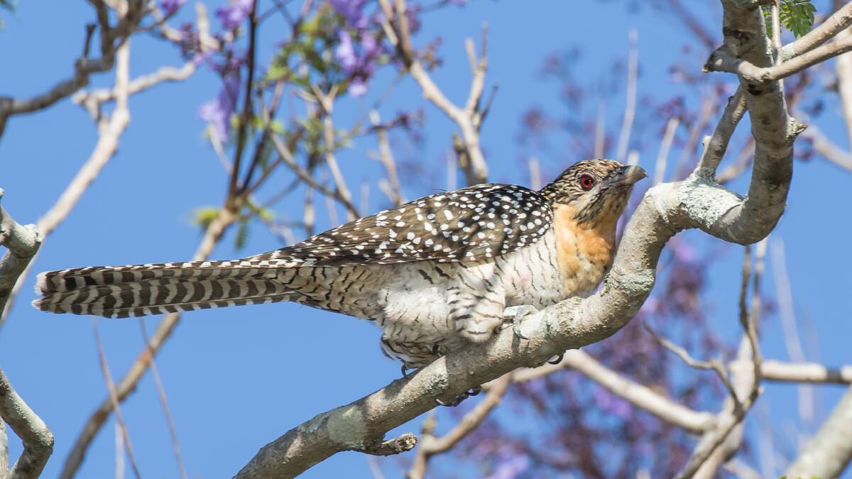 IN FLIGHT: Spring marks the beginning of the breeding season for Australian cuckoos such as the female Eastern Koel, pictured.
