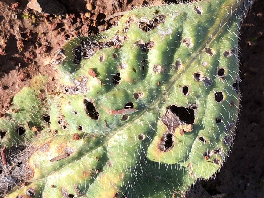 Look for shot holes in Paterson's curse leaves which indicate weevils are on the job. If you see holes, don't spray plants now as crown and root weevils can kill Paterson's Curse.