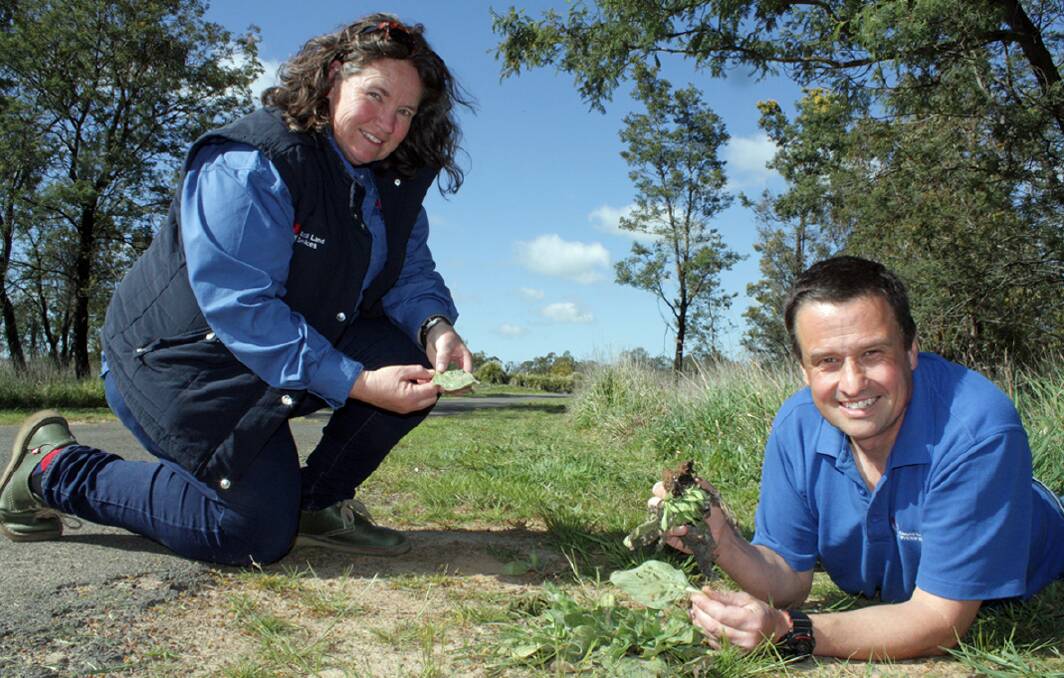 Central Tablelands LLS regional weeds coordinator, Marita Sydes and NSW DPI weed biocontrol scientist, Andrew McConnachie find evidence of biocontrol agent damage to Paterson's curse plants near Orange.
