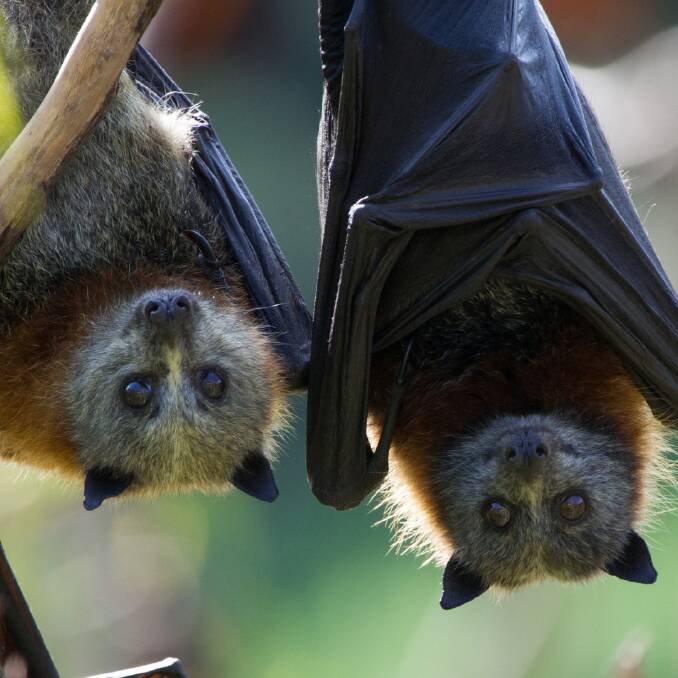 Have your say on flying foxes to win one of three $100 vouchers