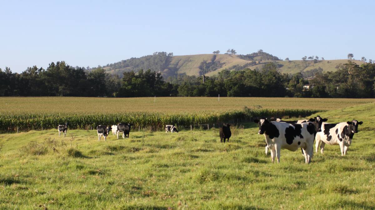 INTEREST: More than 100 people from the shire, Newcastle and Central Coast attended the auction of Croom Park at Fosterton on October 6, a property which has produced fodder for a large dairy farm for 30 years.