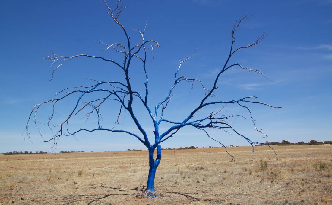 The original blue tree which sparked the movement across Australia.