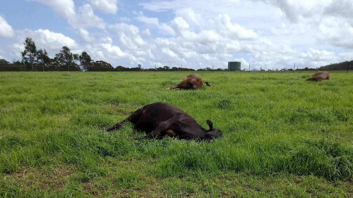 Warning: cattle producers are urged to be on the lookout for symptoms of poisoning. Picture: Hunter Local land Services