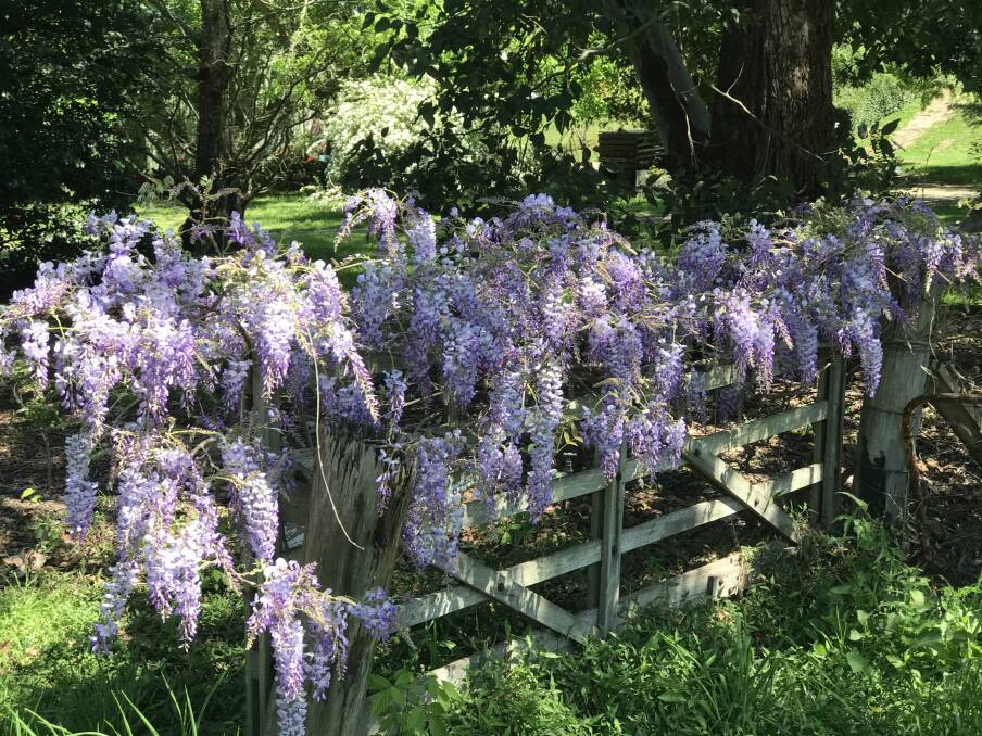 WISTERIA: Care must be taken to remove long, think branches that can be produced by wisteria plants as these can become invasive. Late spring or early summer pruning will maintain the desired shape. Picture: Michelle Mexon