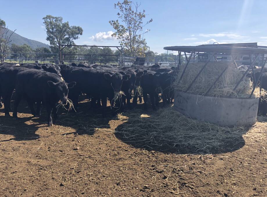 Spike: Local Land Services has received an increase in requests for advice about feeding livestock and water quality issues, as winter begins to take hold.
