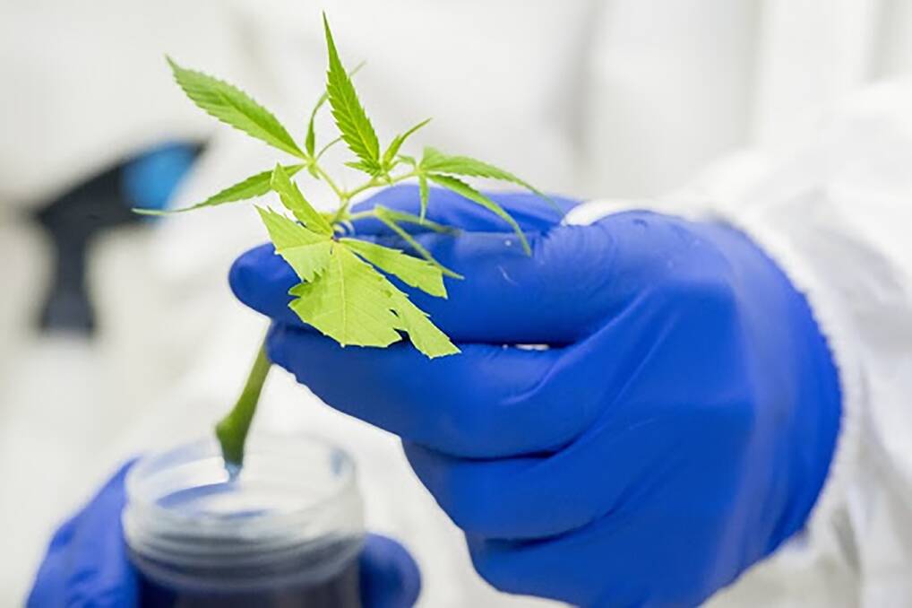 Victorian agricultural scientists are claiming a world first, with DNA mapping of the cannabis genome. Picture: Agriculture Victoria.
