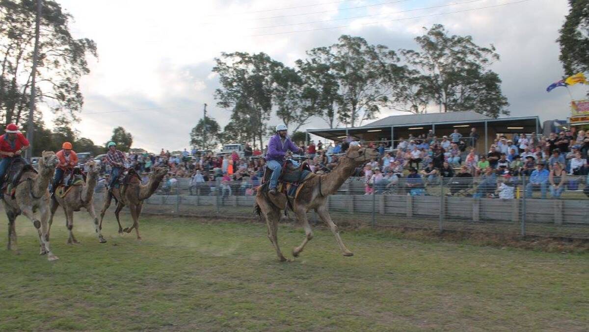 HUMP DAY: The Camel Cup is up for grabs again at this year’s Dungog Show and will offer camel rides as   part of the Friday’s school children’s program.