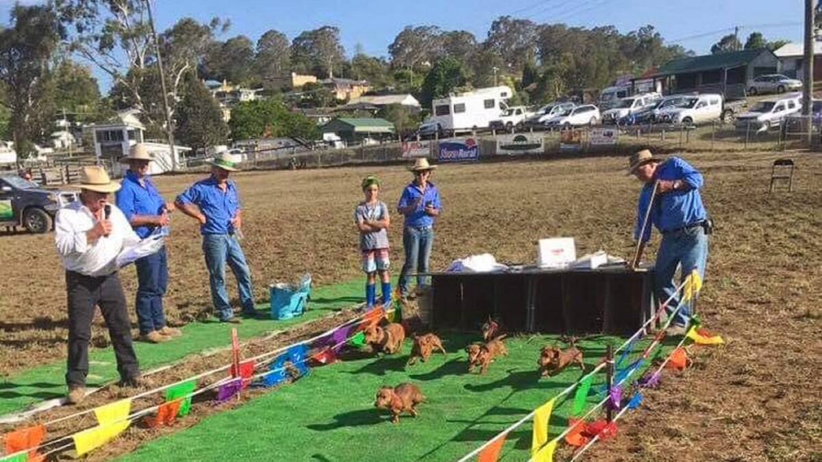 ADORABLE: The “Dachshund Dash” is a must at this year’s Dungog show. Races kick off on the Saturday afternoon in the main arena from 2:30pm onwards.