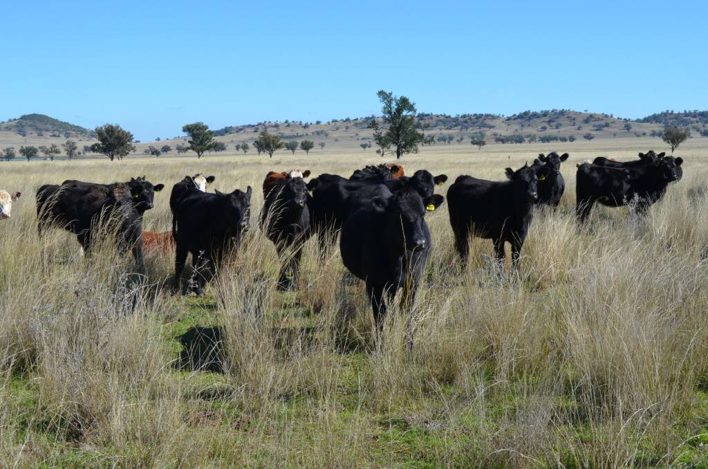 Rebuilding of the beef cattle herd underway