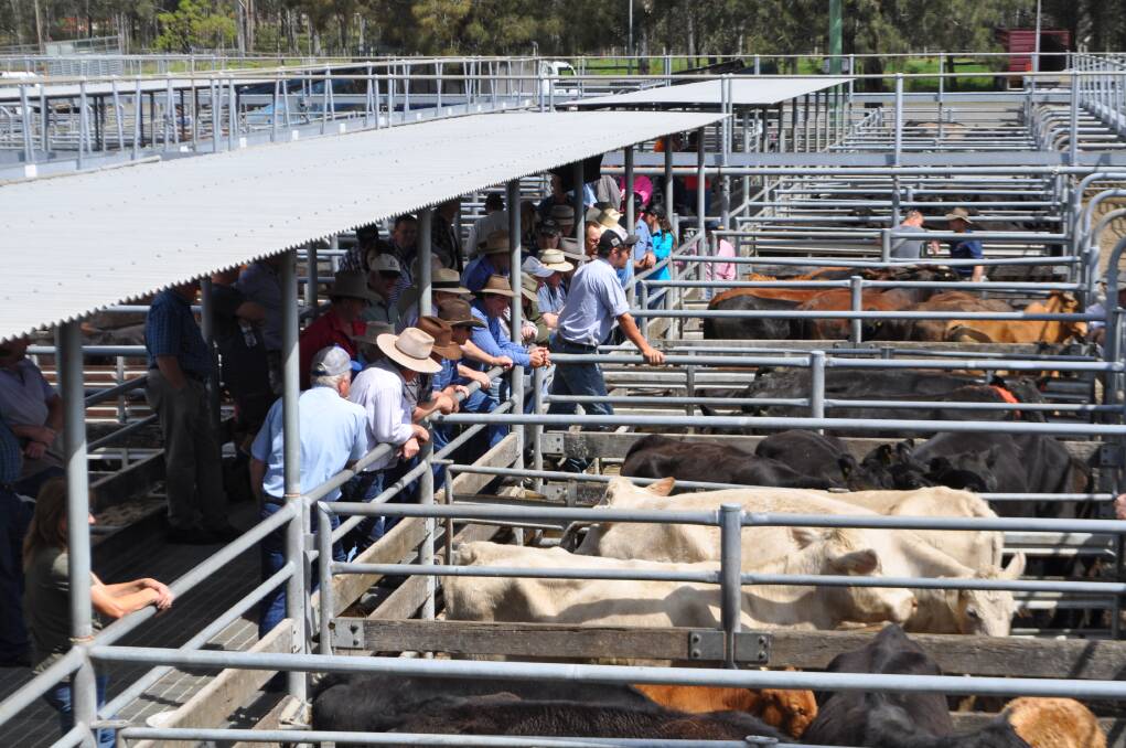 Maitland saleyards ranked 10th in NSW for the volume of cattle sold through the facility 2022/23. 