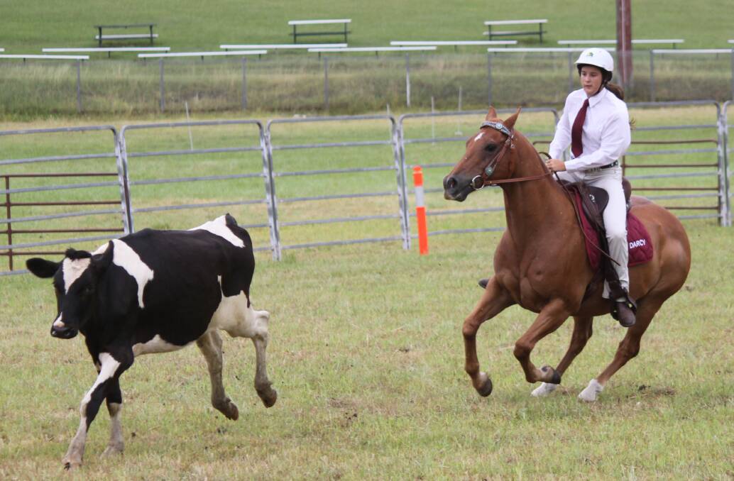 Darcy Heffernan, from the Toronto Pony Club, in action in the campdrafting.