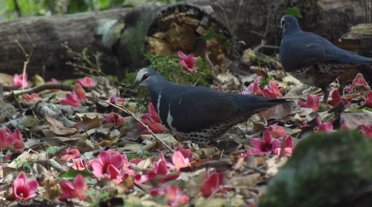 BIRDS: Wonga pigeons amongst Lacebark flowers at Tabbil Forest. Photo by Des Richens.