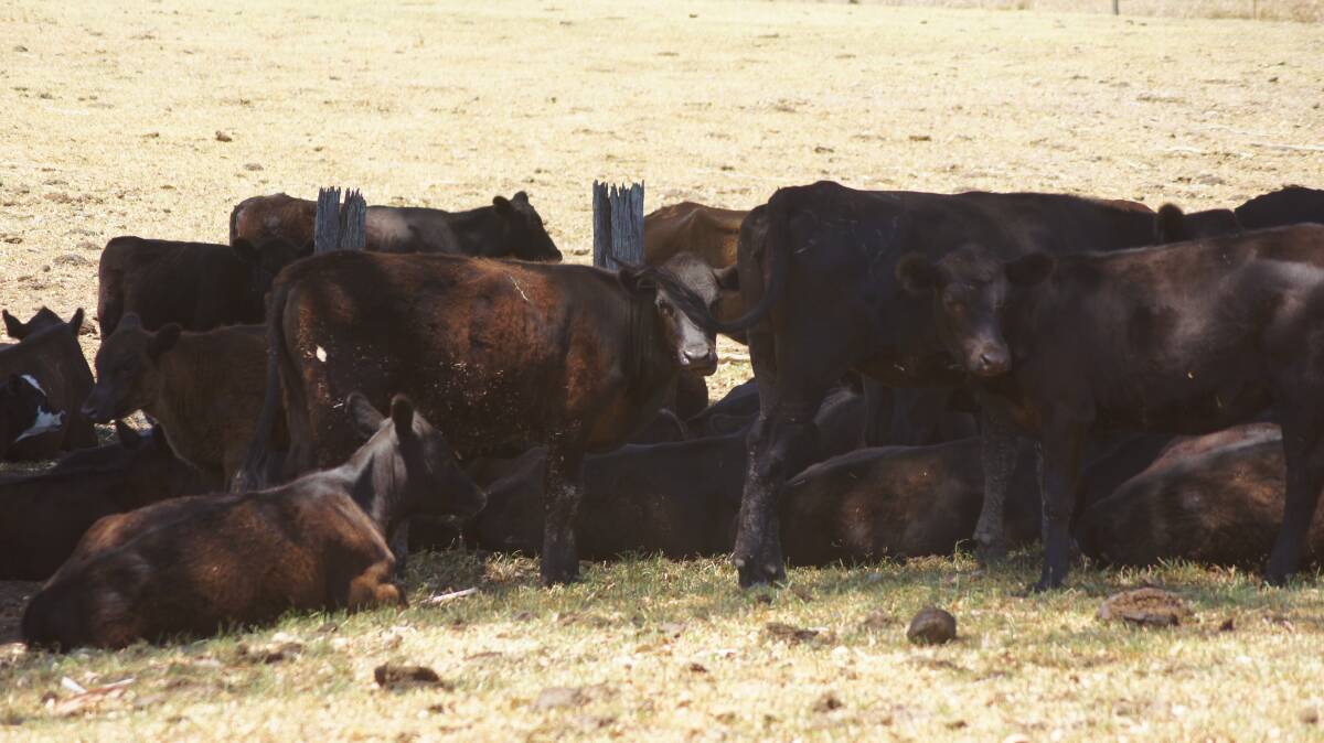 STOCK IN TROUBLE: Hungry cattle.