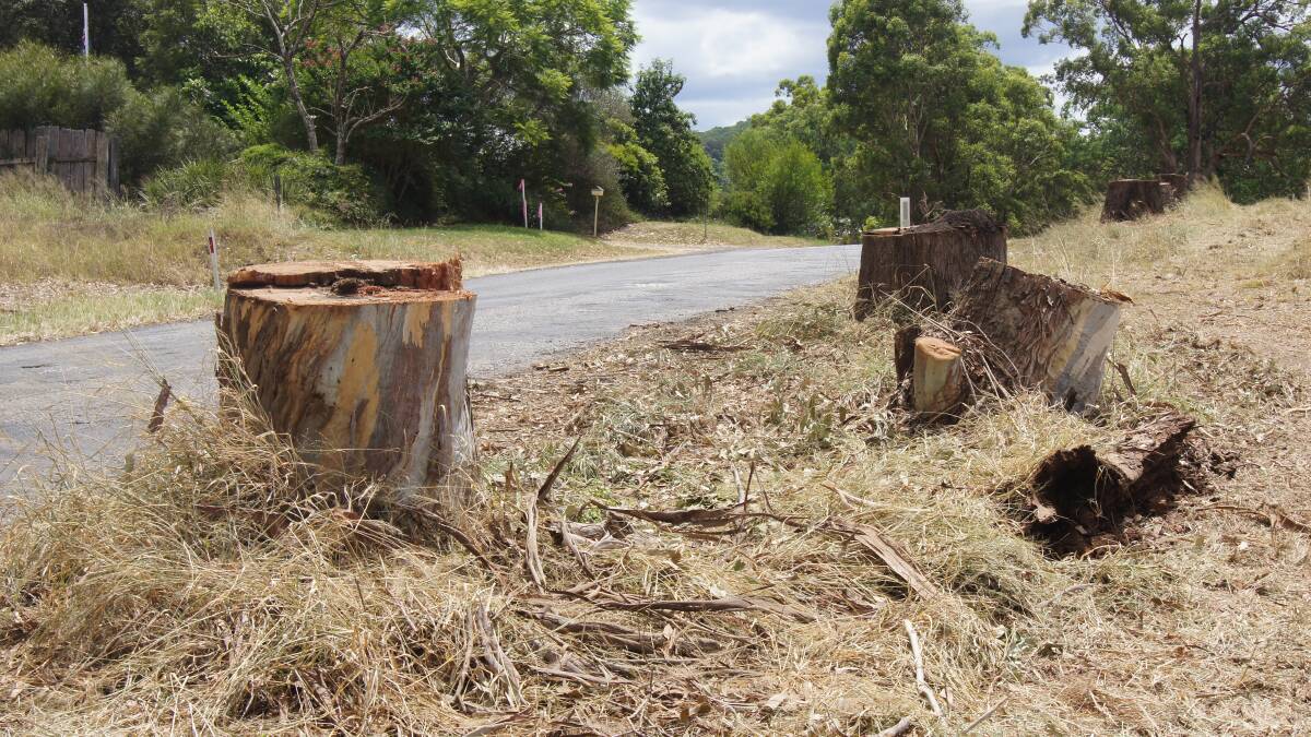 Tree chop for road upgrade angers some
