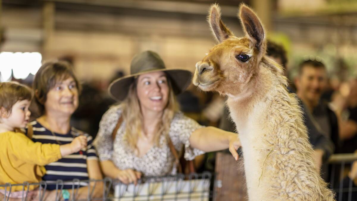 Take a walk through the Alpaca Promenade to get up close and personal with the animals at Sydney Royal. Picture: Destination NSW