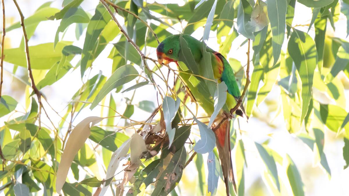 Swift Parrots on the verge of extinction