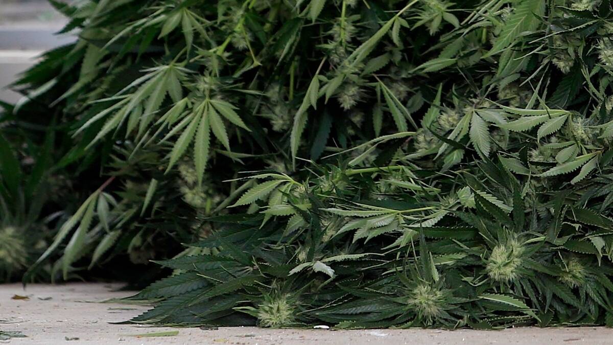 A Dungog man had nine kilograms of cannabis growing in his backyard