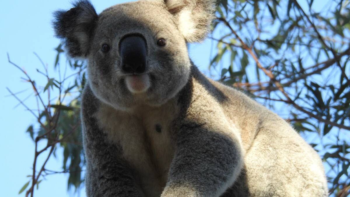 Bushfires, habitat destruction and animal attacks threaten koalas