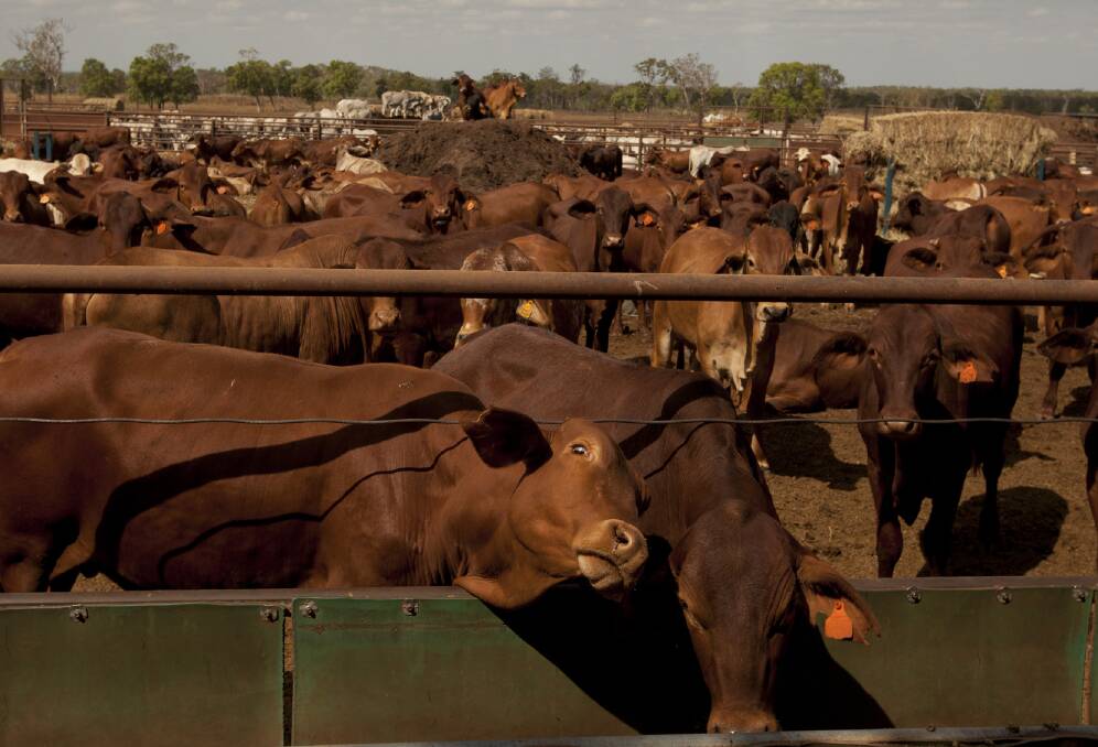 TOUGH WEEK: Cattle prices were down slightly.