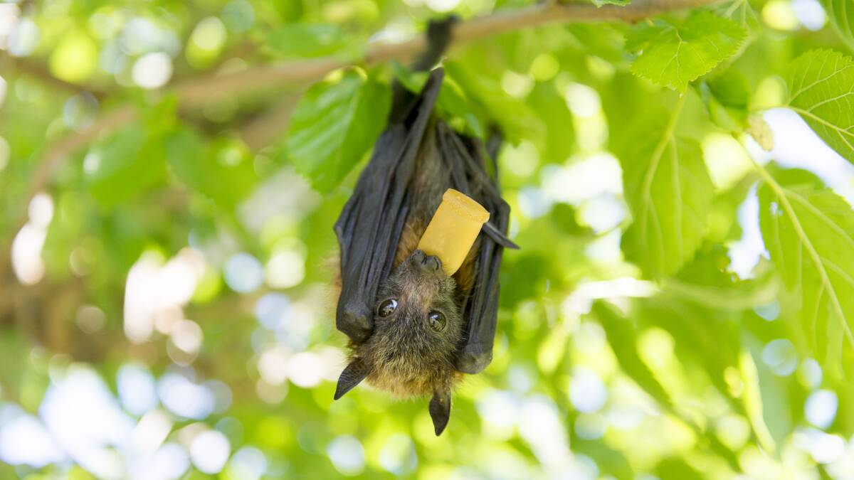 Look but don't touch: Young flying foxes can drop to the ground during a heat wave, just call WIRES for help rather than risk being bitten or scratched. Photo: Jay Cronan.
