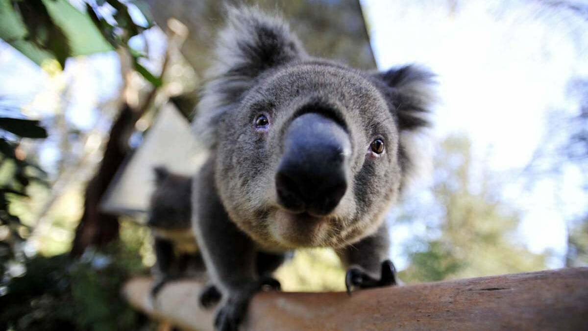 More needs to be known about Lake Macquarie and Cessnock Koalas