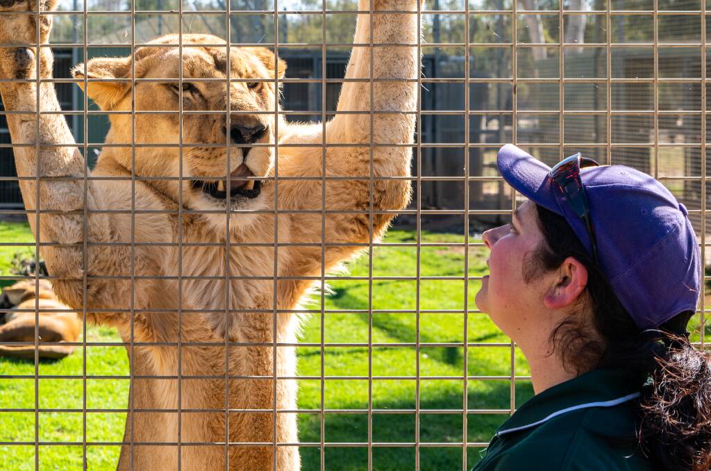 Checking the teeth of a lioness at the Altina Wildlife Park.
