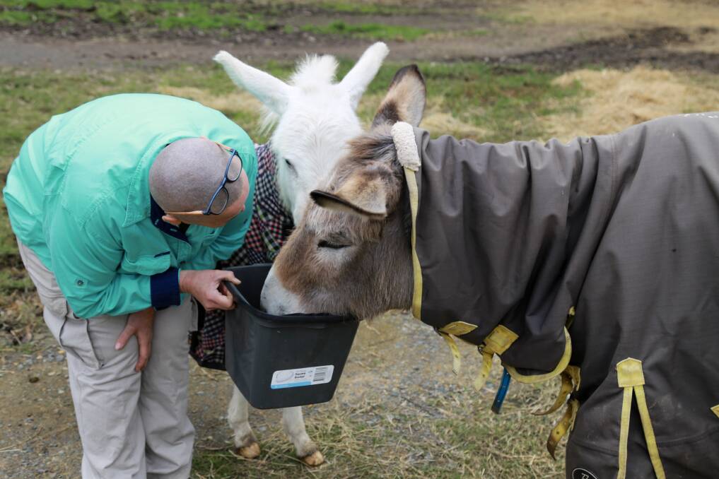 Good Samaritan Donkey Sanctuary. Pictures: Elli-Marie Watts