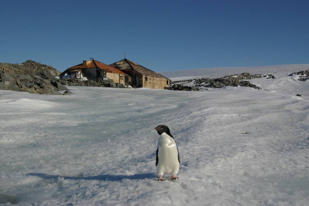 Penguin outside Mawson's huts. Picture: Ron Webb