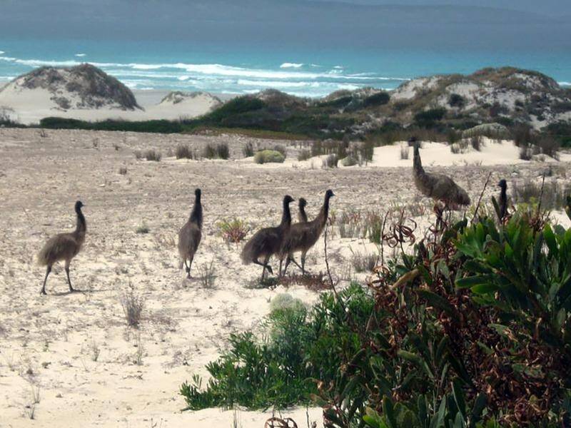 A survey estimates the SA Cape Barren goose to number about 7850 birds, a 30 per cent reduction.