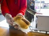 The sausage on a bread roll served to voters at polling stations has become a modern Australian tradition on election day. Picture: Dion Georgopoulos