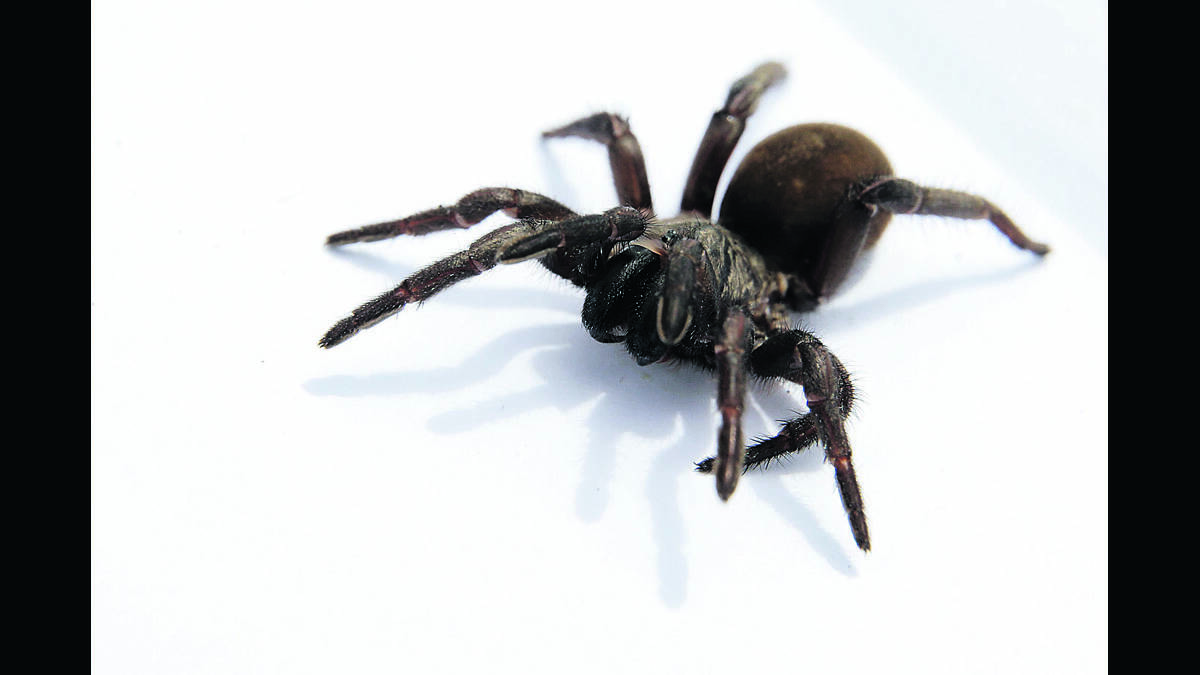 The male funnel web spider has a potentially deadly bite.