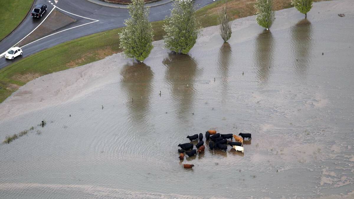 Cattle stranded near Maitland during the April flood. 